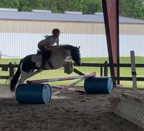 anything-gypsy-vanner-pony