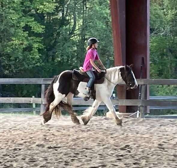 barn-gypsy-vanner-pony