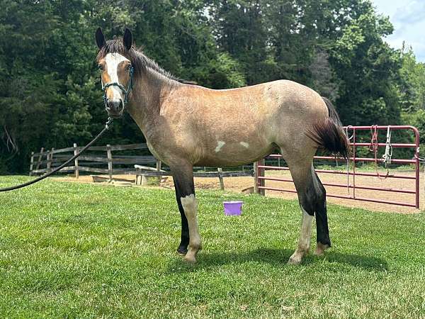 field-hunter-draft-paint-horse