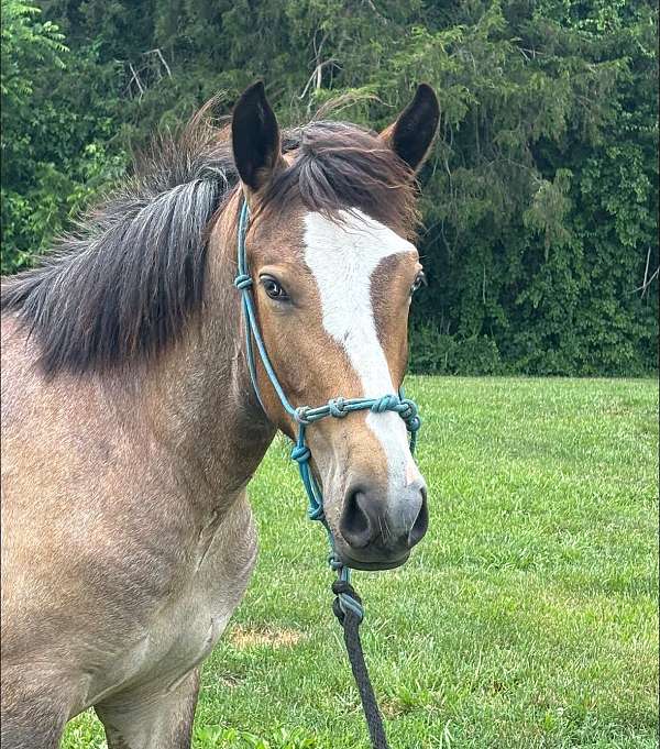 overo-draft-paint-filly