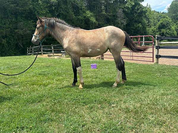roan-draft-paint-filly