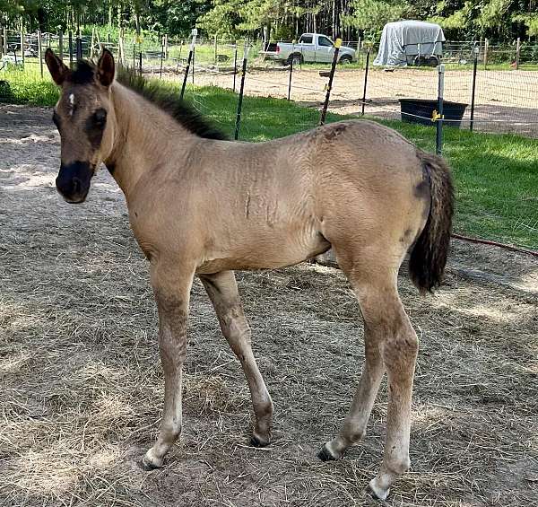 star-hind-small-sock-horse