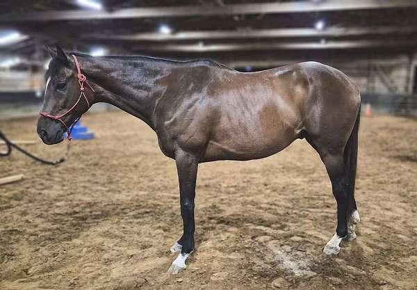 ammy-thoroughbred-horse