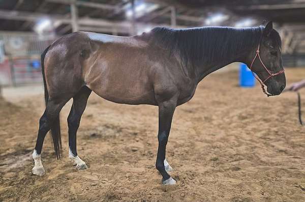 and-willing-thoroughbred-horse