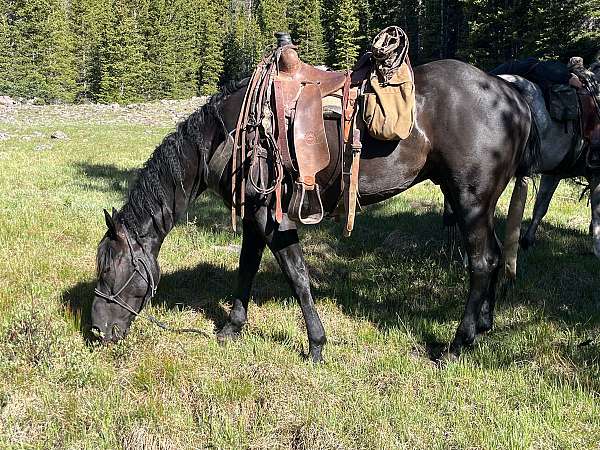 breakaway-rope-gelding