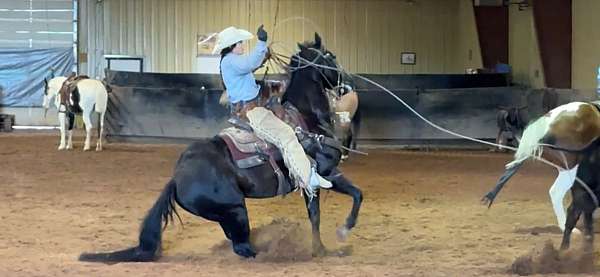 pretty-horse-gelding