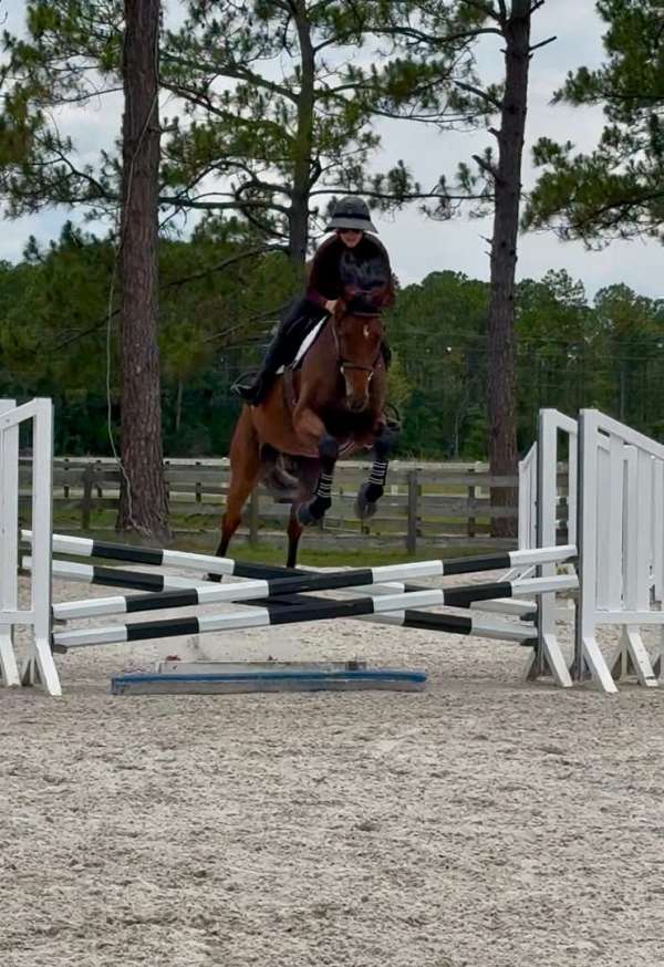jc-gelding