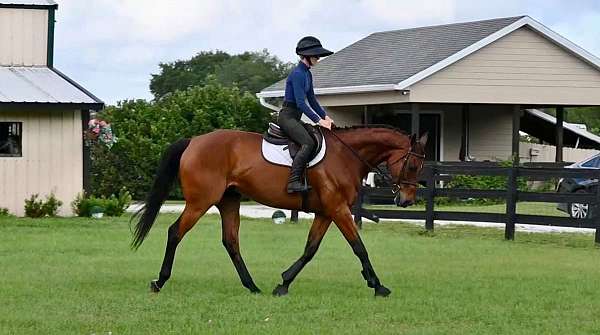 17-hand-thoroughbred-gelding
