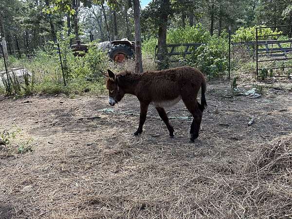 black-white-muzzle-belly-donkey
