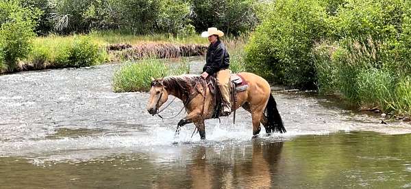 left-fore-pastern-white-hind-white-horse