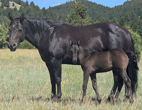 black-dun-racing-horse