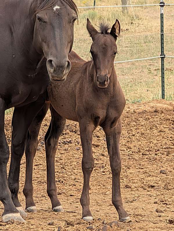 black-dun-show-horse
