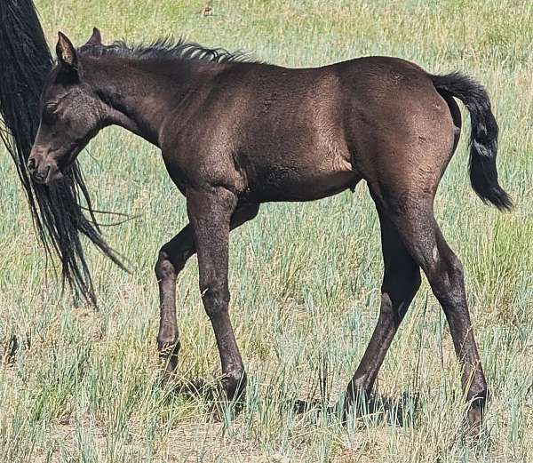 black-dun-barrel-racing-horse