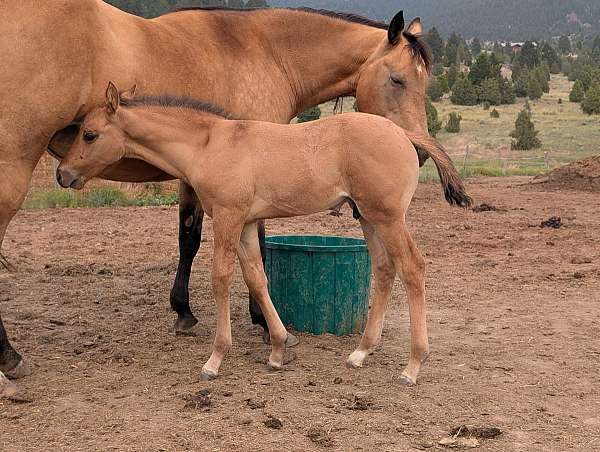 dun-factor-foal