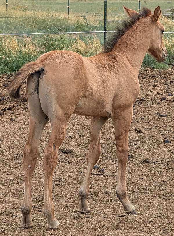 salmon-quarter-horse