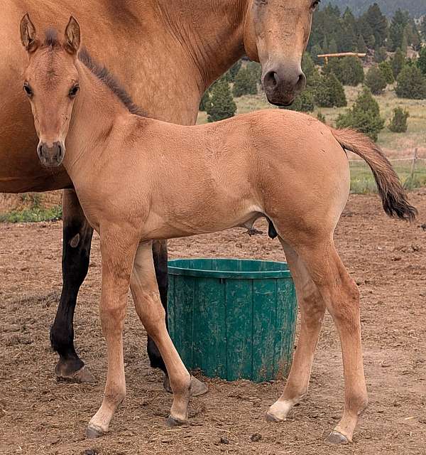 salmon-horse