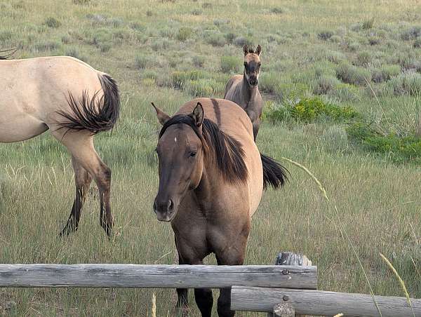 grulla-white-athletic-horse