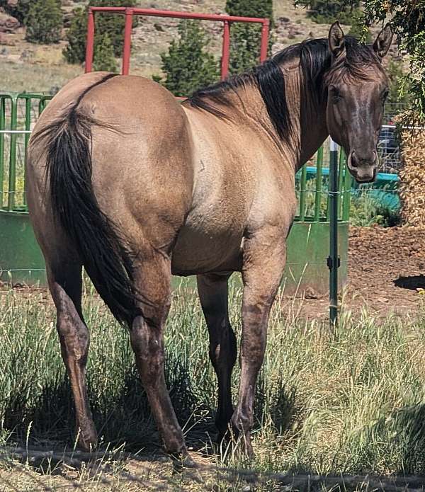 grulla-white-performance-horse