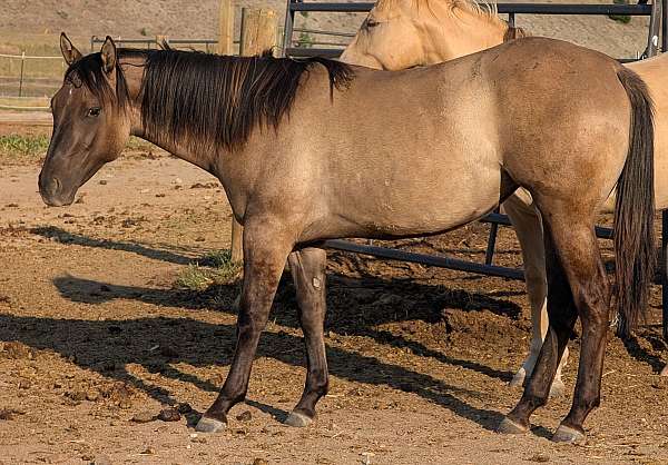 grulla-white-ranch-work-horse