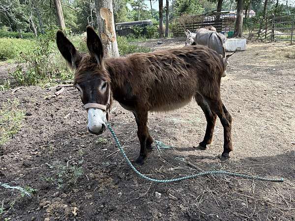 white-muzzle-belly-around-eyes-donkey