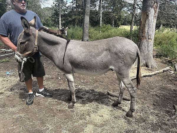 white-muzzle-belly-rings-around-eyes-donkey