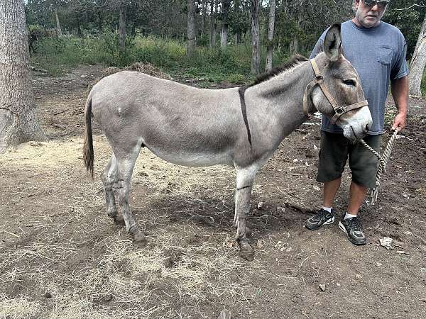dun-white-muzzle-belly-rings-around-eyes-donkey