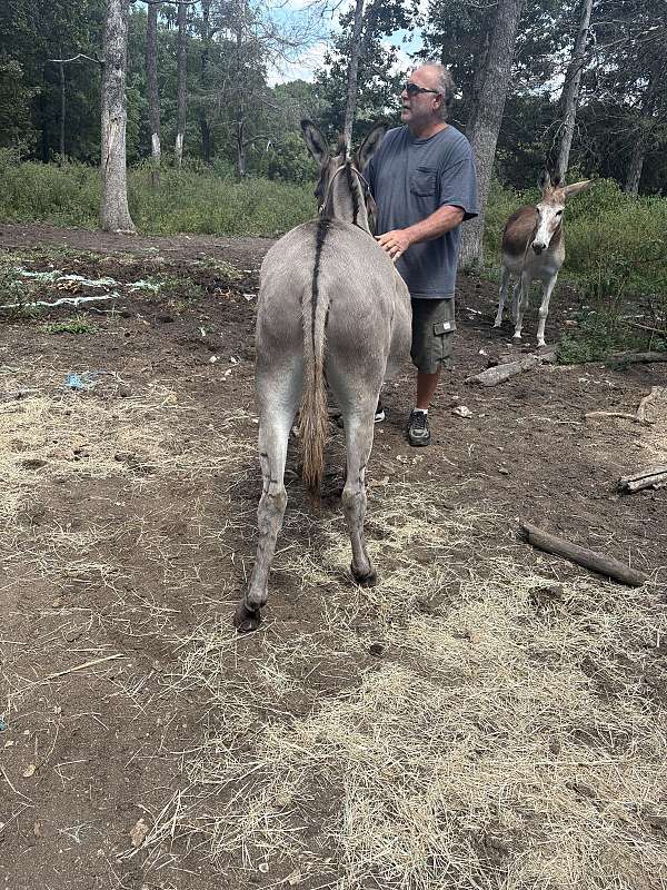 broke-to-ride-donkey