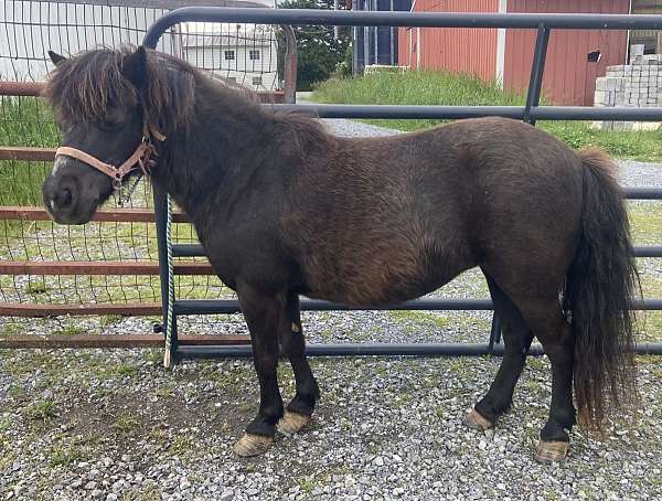 black-amha-mare