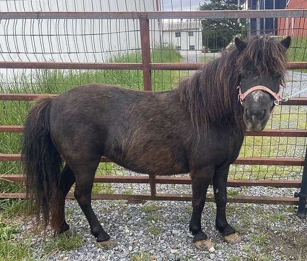 black-miniature-mare
