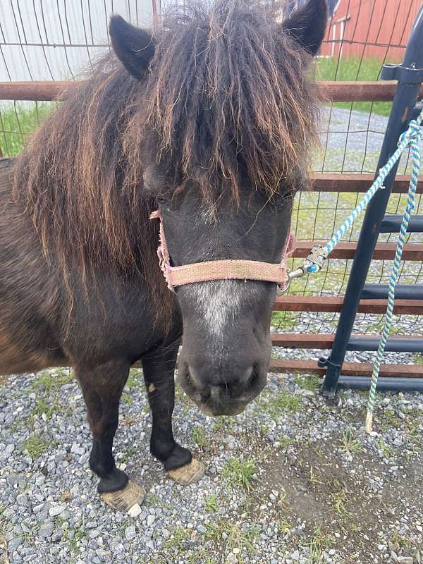 black-amha-horse