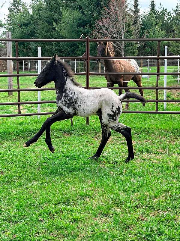 foundation-homozygous-appaloosa-horse