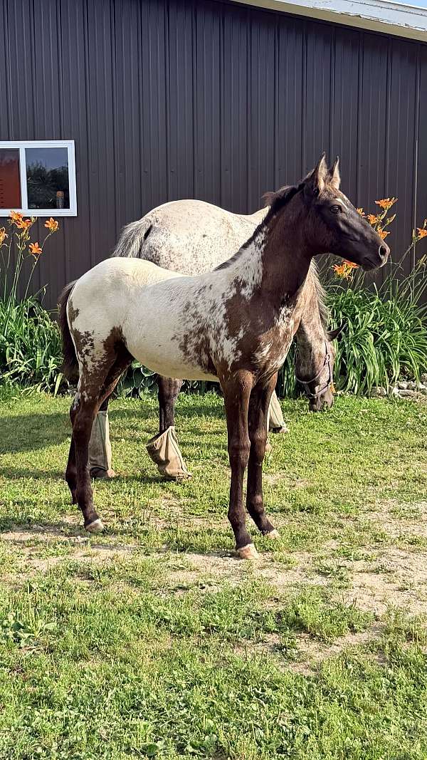 foundation-homozygous-filly