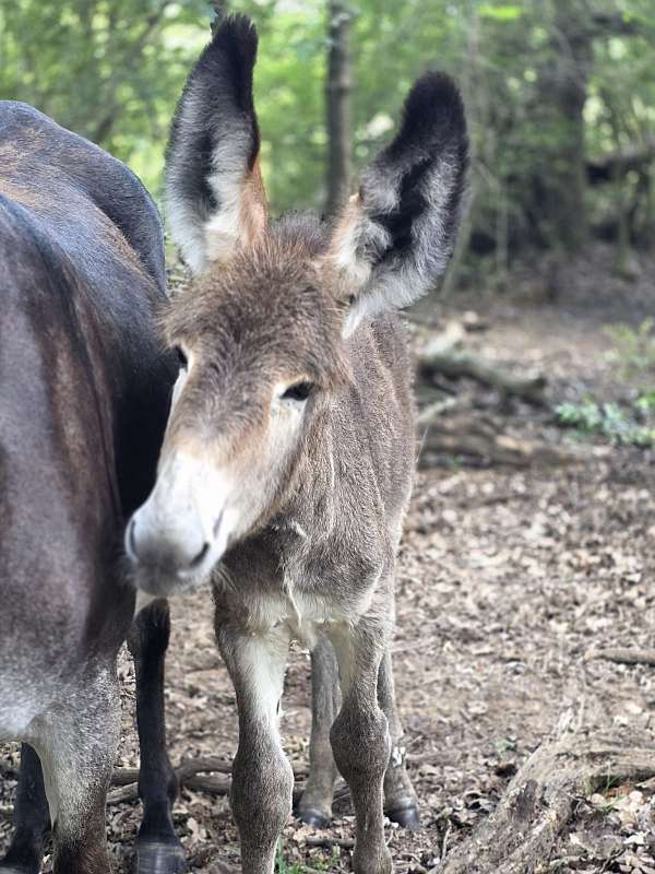 adms-donkey-colt