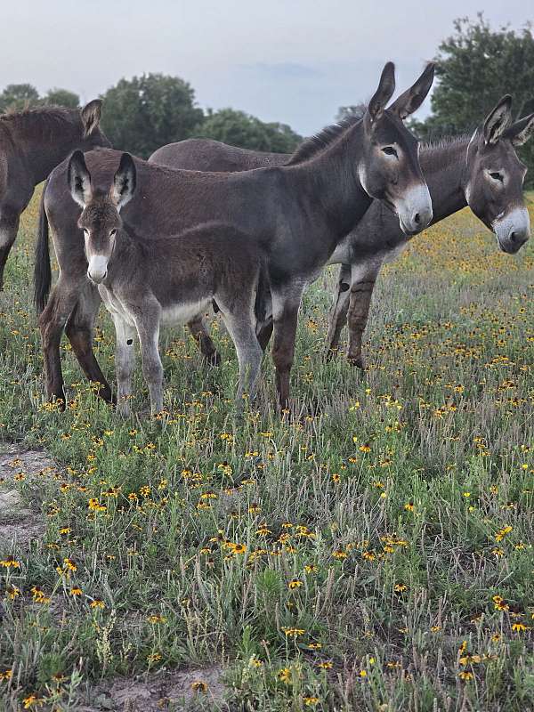 roan-spotted-horses-for-sale