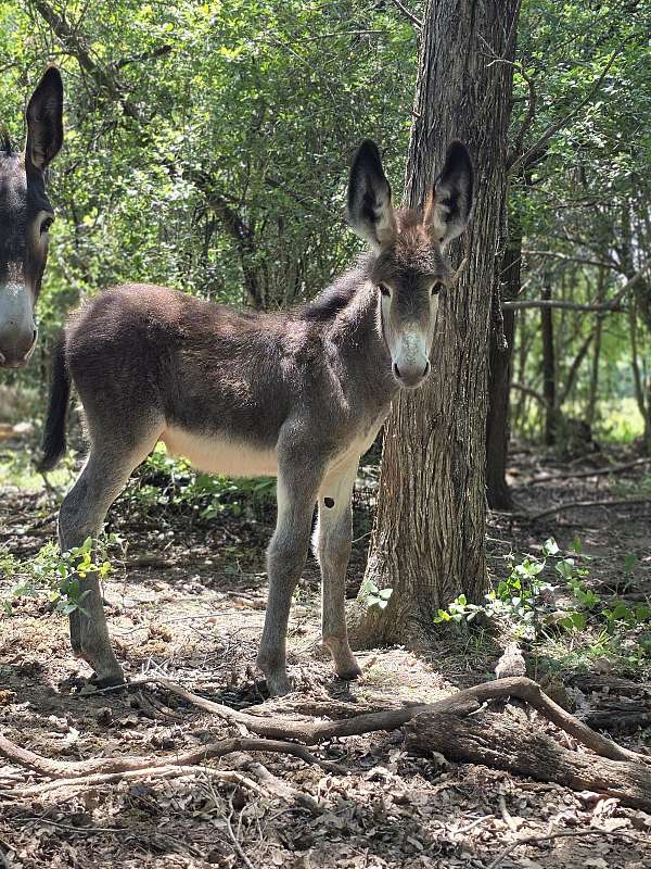 roan-spotted-colt