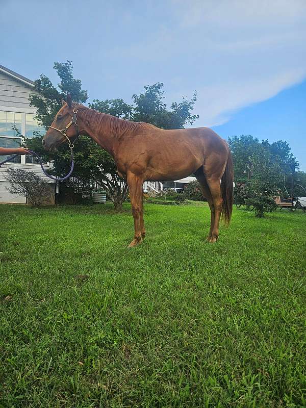 athletic-quarter-horse