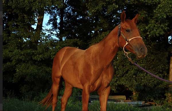 barrel-racing-quarter-horse