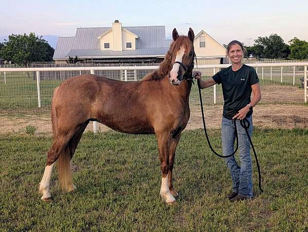 black-pony-broodmare