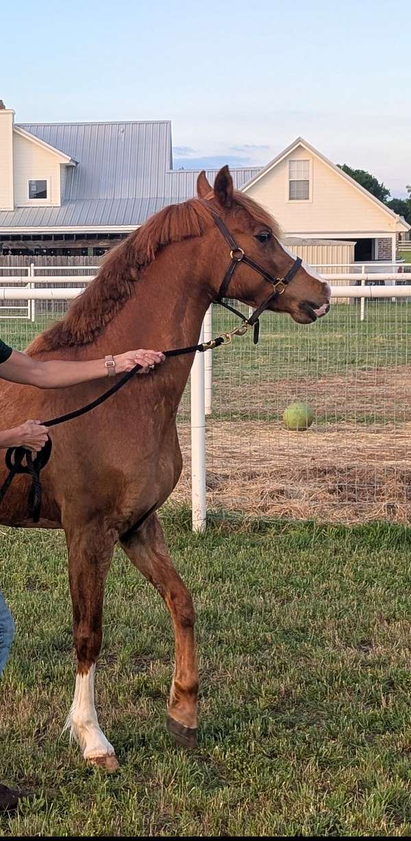 welsh-pony-for-sale