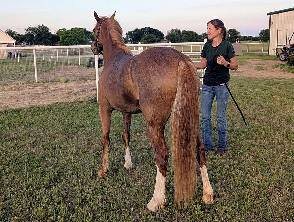 welsh-pony