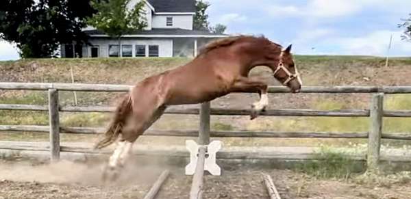 black-pony-colt