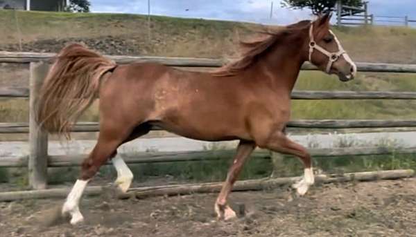 black-pony-mare