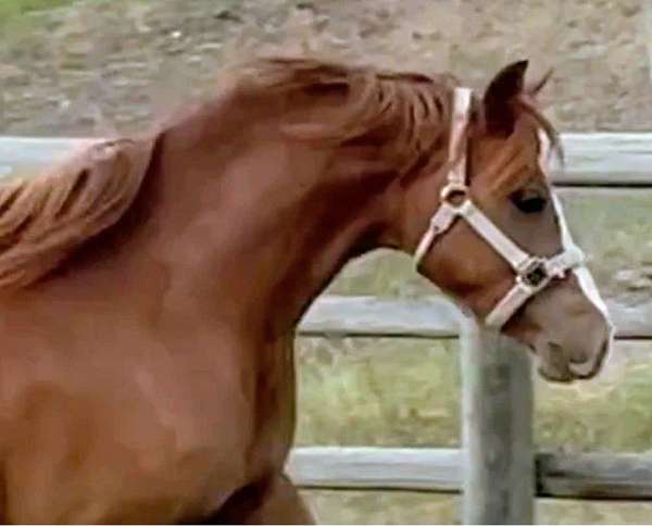 black-pony-foal