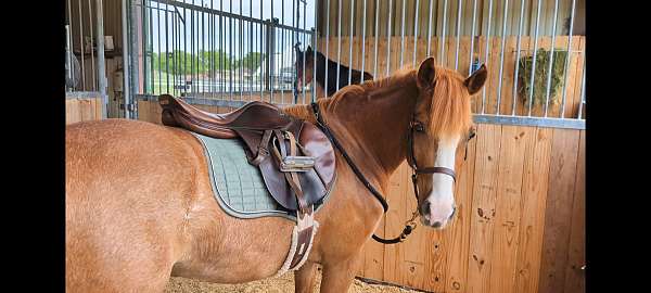 black-colt-for-sale