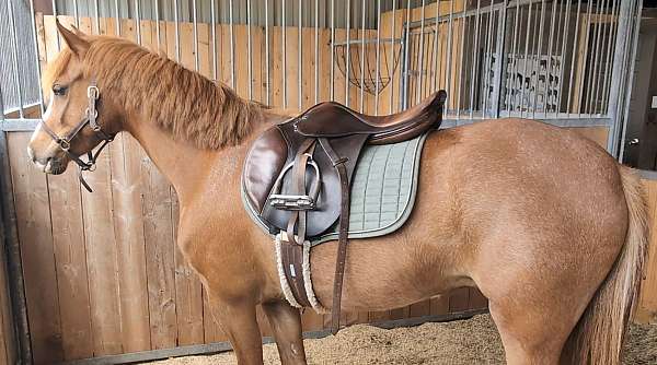 black-mare-for-sale