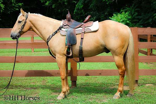 all-around-quarter-horse