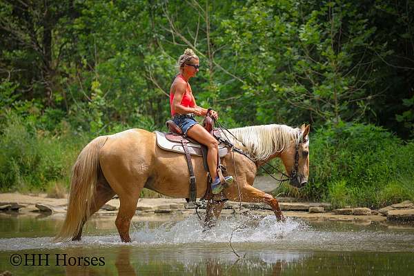 athletic-quarter-horse