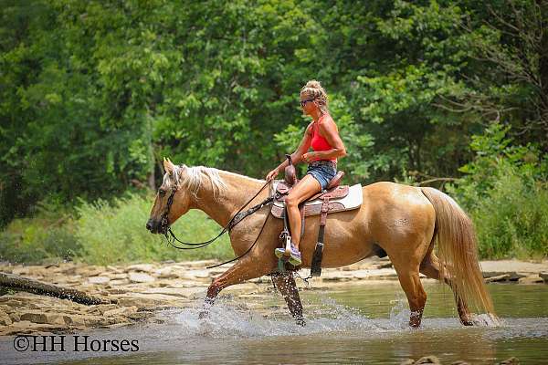 beginner-quarter-horse