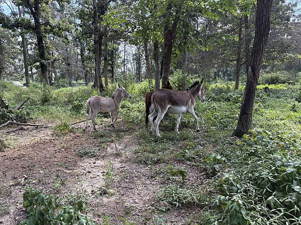 brown-white-face-legs-underbelly-donkey