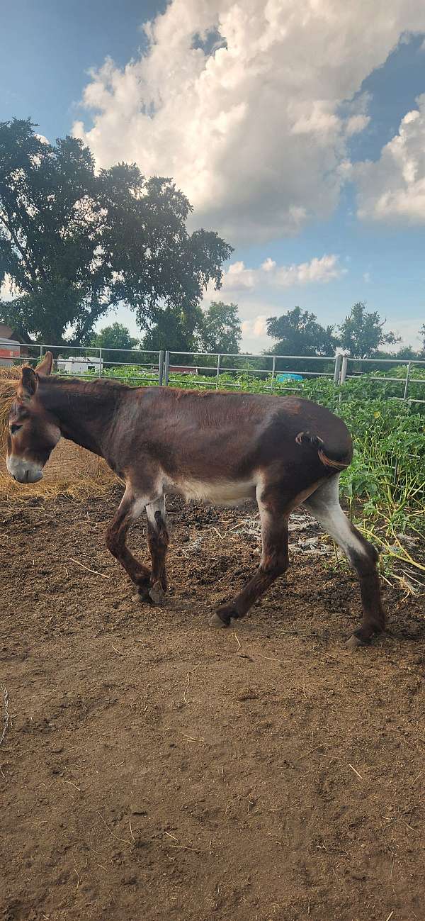 donkey-for-sale